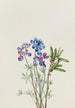Flower Study - Mary Vaux Walcott — artwork view