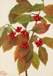Cornouiller à fleurs Cornus florida - Mary Vaux Walcott — artwork view