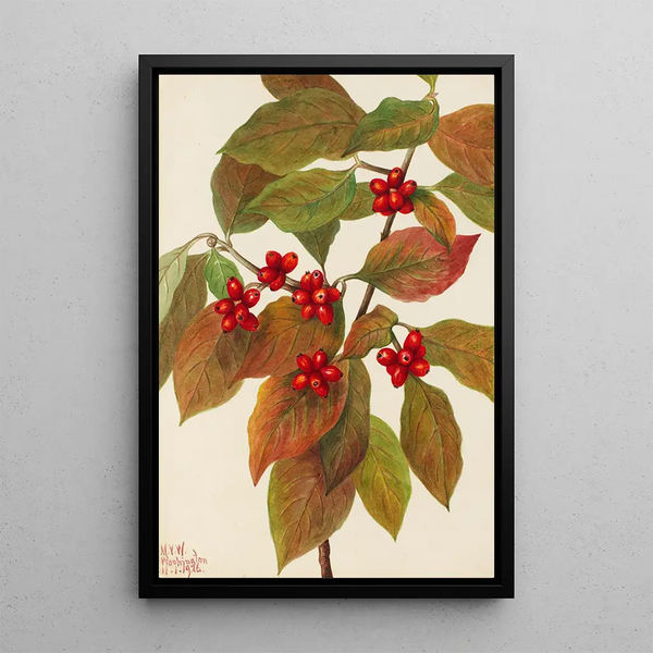 Cornouiller à fleurs Cornus florida - Mary Vaux Walcott — framed artwork on a wall