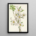 Cornus florida Flower - Mary Vaux Walcott — framed artwork on a wall