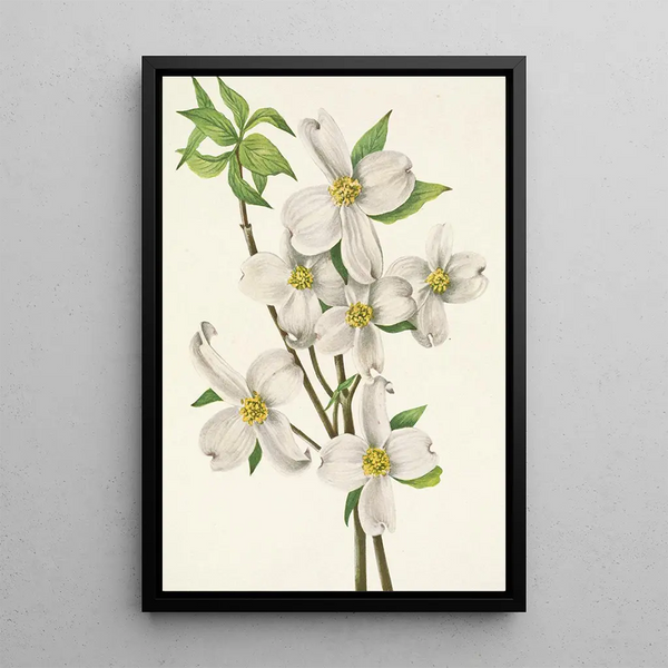 Cornus florida Flower - Mary Vaux Walcott — framed artwork on a wall