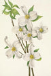 Cornus florida Flower - Mary Vaux Walcott — artwork view