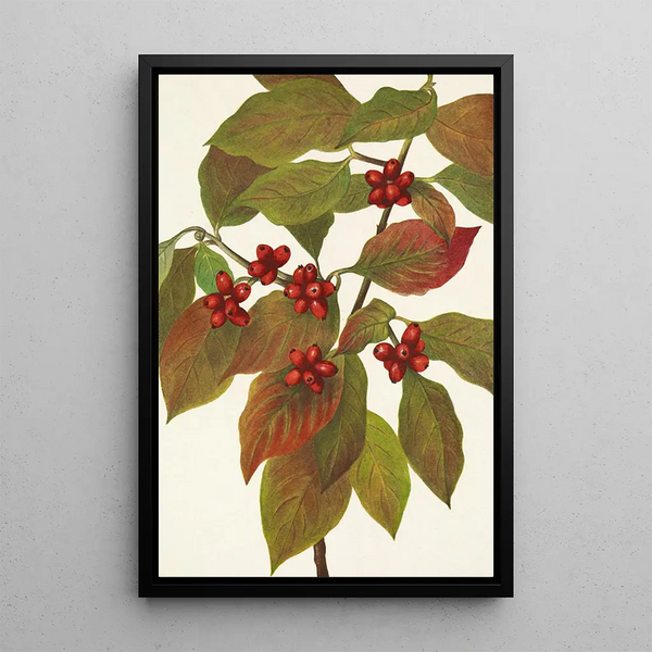 Cornus florida fruit - Mary Vaux Walcott — framed artwork on a wall