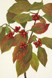 Cornus florida fruit - Mary Vaux Walcott — artwork view