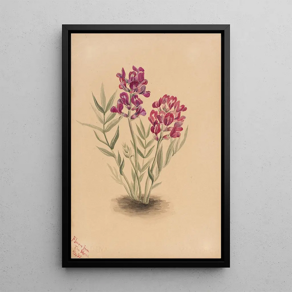 Flowers of the Mesa - Mary Vaux Walcott — framed artwork on a wall