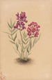 Flowers of the Mesa - Mary Vaux Walcott — artwork view
