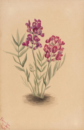 Mary Vaux Walcott - Flowers from the Mesa.webp