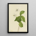 Anémone des forêts Anemone deltoidea - Mary Vaux Walcott — framed artwork on a wall