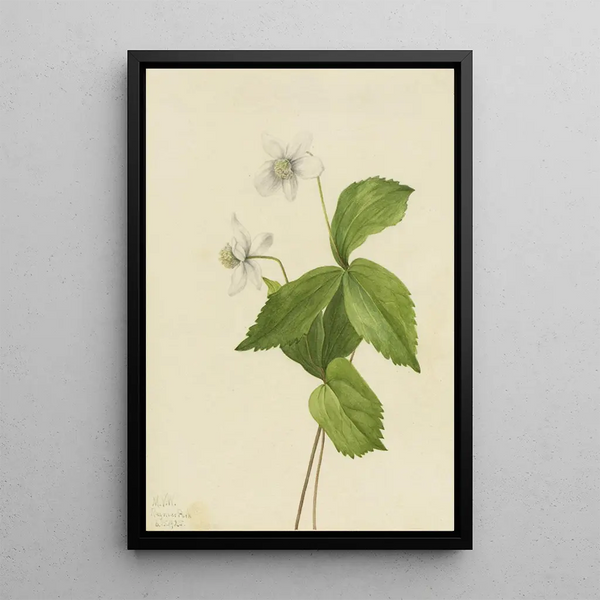 Anémone des forêts Anemone deltoidea - Mary Vaux Walcott — framed artwork on a wall