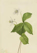 Anémone des forêts Anemone deltoidea - Mary Vaux Walcott — artwork view