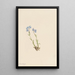 Myosotis des Alpes Myosotis alpestris - Mary Vaux Walcott — framed artwork on a wall