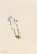 Myosotis des Alpes Myosotis alpestris - Mary Vaux Walcott — artwork view
