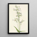 Pentstémon with large flowers Pentstemon digitalis - Mary Vaux Walcott — framed artwork on a wall