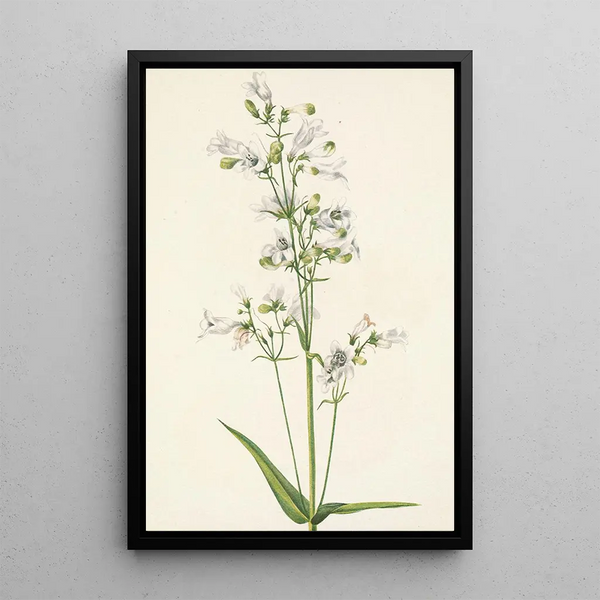 Pentstémon with large flowers Pentstemon digitalis - Mary Vaux Walcott — framed artwork on a wall