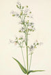 Pentstémon with large flowers Pentstemon digitalis - Mary Vaux Walcott — artwork view