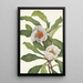 Franklinia alatamaha - Mary Vaux Walcott — framed artwork on a wall