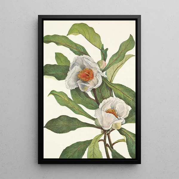 Franklinia alatamaha - Mary Vaux Walcott — framed artwork on a wall