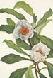 Franklinia alatamaha - Mary Vaux Walcott — artwork view
