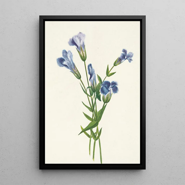 Gentiane frangée Gentiana crinita - Mary Vaux Walcott — framed artwork on a wall