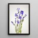 Gentiane frangée Gentiana elegana - Mary Vaux Walcott — framed artwork on a wall