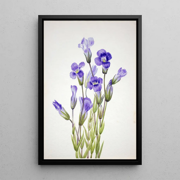 Gentiane frangée Gentiana elegana - Mary Vaux Walcott — framed artwork on a wall
