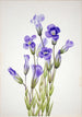 Gentiane frangée Gentiana elegana - Mary Vaux Walcott — artwork view
