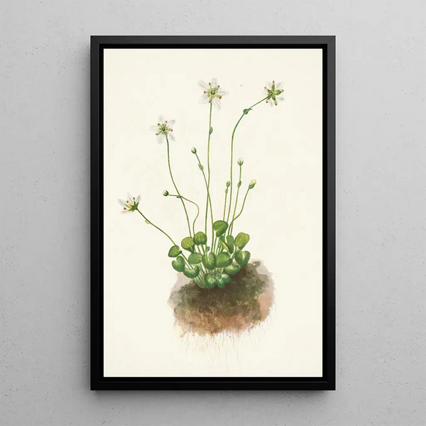 Parnassie frangée Parnassia fimbriata - Mary Vaux Walcott — framed artwork on a wall