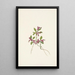 Polygale à feuilles paucifoliées Polygala paucifolia - Mary Vaux Walcott — framed artwork on a wall