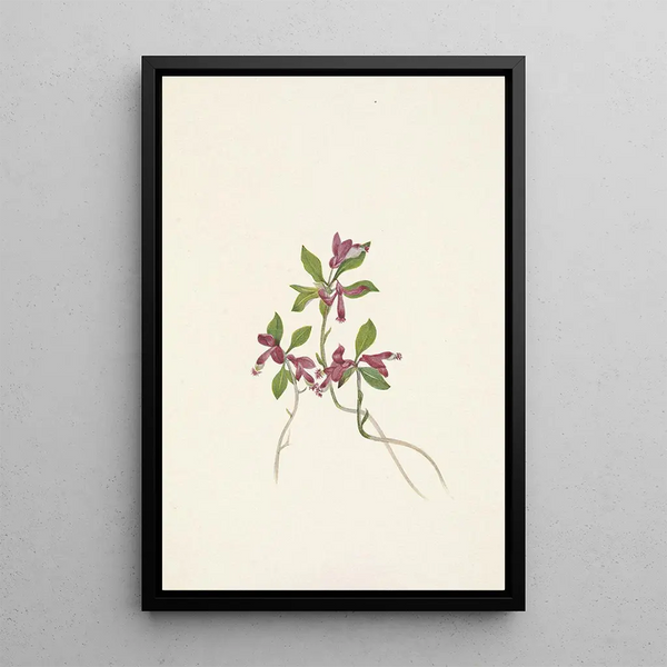 Polygale à feuilles paucifoliées Polygala paucifolia - Mary Vaux Walcott — framed artwork on a wall