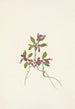 Polygale à feuilles paucifoliées Polygala paucifolia - Mary Vaux Walcott — artwork view