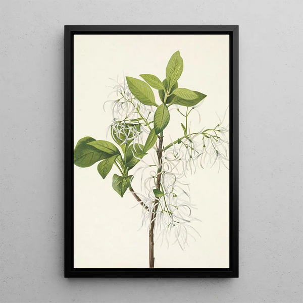 Tree with fringed leaves Chionanthus virginica - Mary Vaux Walcott — framed artwork on a wall