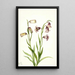 Fritillaire à deux fleurs Fritillaria biflora - Mary Vaux Walcott — framed artwork on a wall