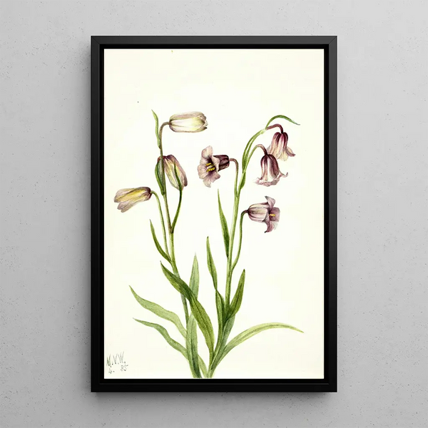 Fritillaire à deux fleurs Fritillaria biflora - Mary Vaux Walcott — framed artwork on a wall