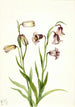 Fritillaire à deux fleurs Fritillaria biflora - Mary Vaux Walcott — artwork view