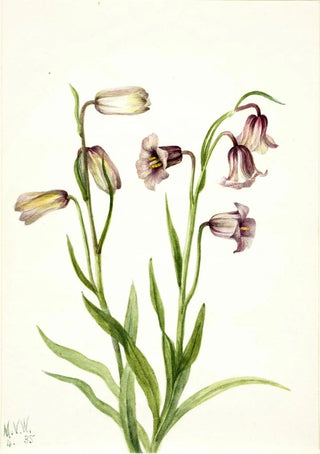 Mary Vaux Walcott - Fritillary Fritillaria biflora.webp