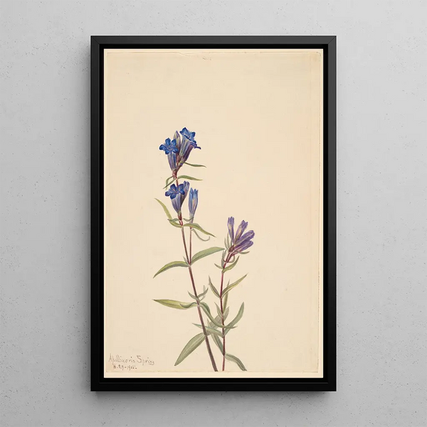 Gentian Gentiana affinis - Mary Vaux Walcott — framed artwork on a wall