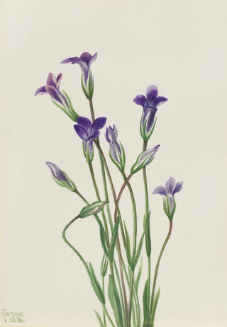 Mary Vaux Walcott - Gentian Gentiana holopetala.webp