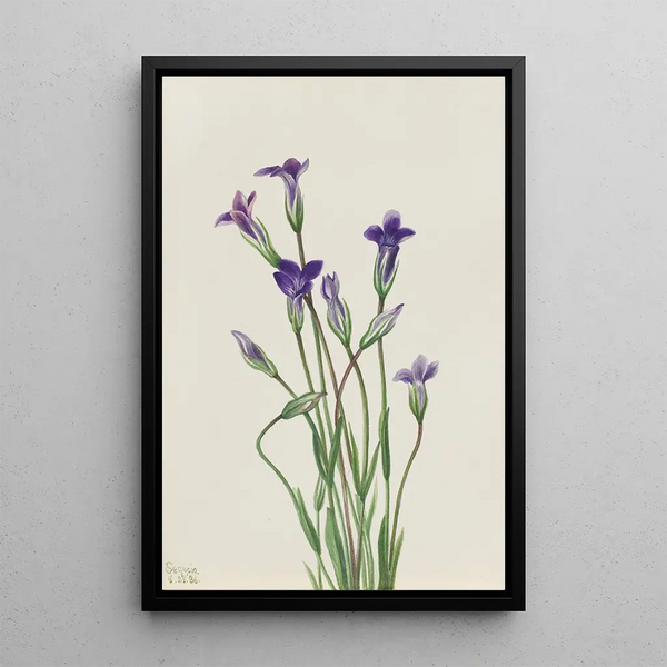 Gentiane Gentiana holopetala - Mary Vaux Walcott | Painting — framed artwork on a wall