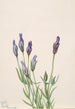 Gentiane Gentiana macounii - Mary Vaux Walcott — artwork view