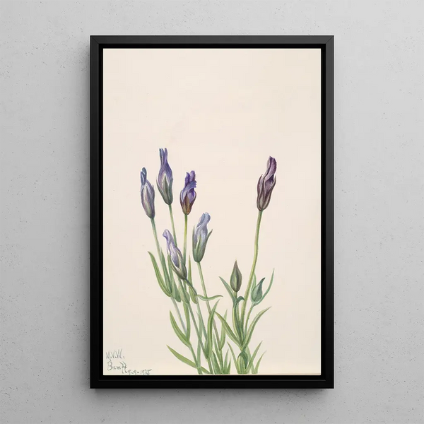 Gentiane Gentiana macounii - Mary Vaux Walcott — framed artwork on a wall