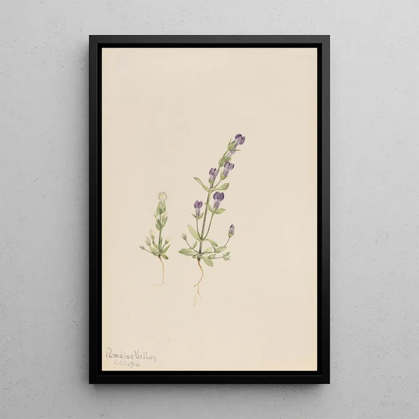 Gentiana propingua - Mary Vaux Walcott — framed artwork on a wall