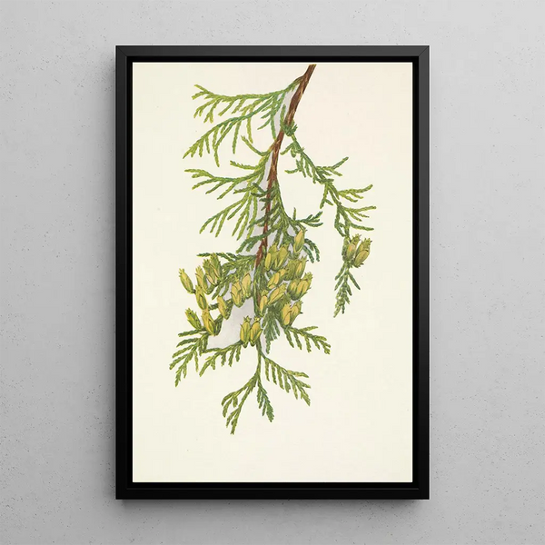 Thuya géant Thuja plicata - Mary Vaux Walcott — framed artwork on a wall