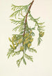 Thuya géant Thuja plicata - Mary Vaux Walcott — artwork view