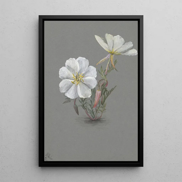 Hellébore géant Epipactia gigantea - Mary Vaux Walcott — framed artwork on a wall