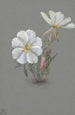 Hellébore géant Epipactia gigantea - Mary Vaux Walcott — artwork view