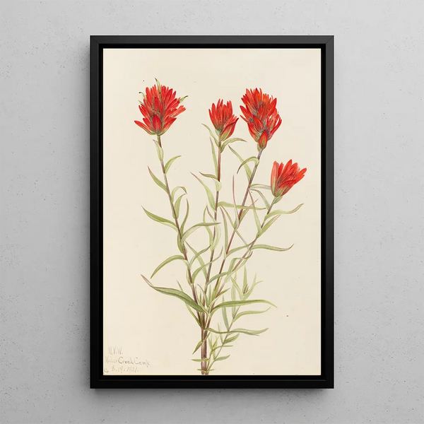 Castilléjie géante Castilleja miniata - Mary Vaux Walcott — framed artwork on a wall
