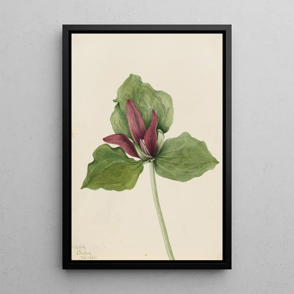 Trille géant Trillium chloropetalum - Mary Vaux Walcott — framed artwork on a wall