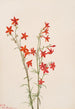 Gilia arizonica - Mary Vaux Walcott — artwork view