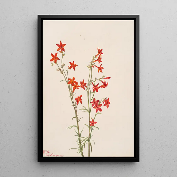 Gilia arizonica - Mary Vaux Walcott — framed artwork on a wall