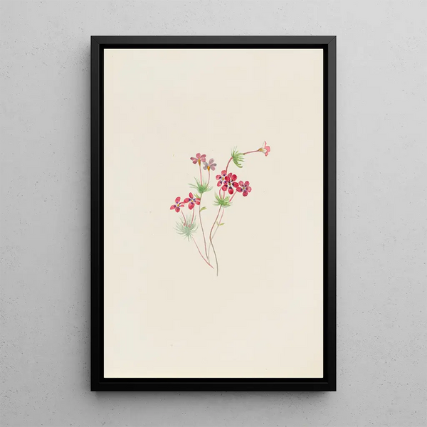 Gilia linanthus parviflorus by Mary Vaux Walcott — framed artwork on a wall